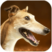 灵狮狗模拟Greyhound Dog Simulator客户端免费版下载
