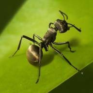 蚂蚁地下王国模拟器The Ants免费下载
